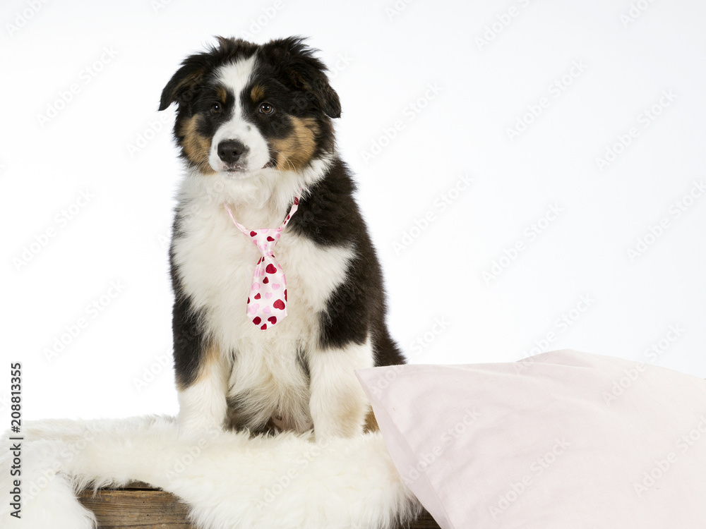 Australian shepherd dog puppy with a pink bow and pillow. Funny dog picture, isolated on white.