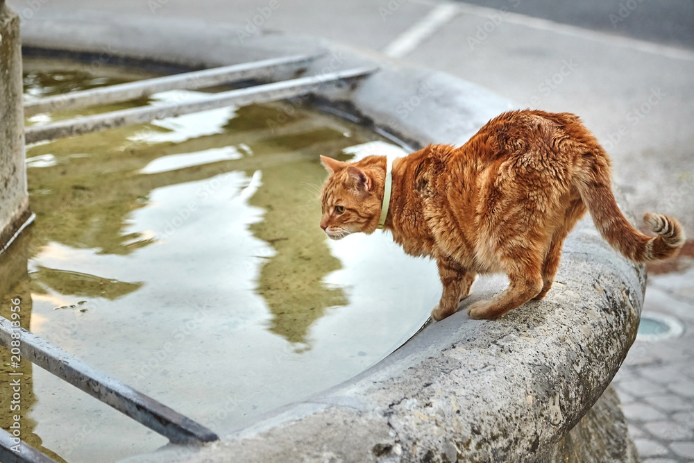 red cat drinking water from an old stone fountain red cat drinking water from an old stone fountain
