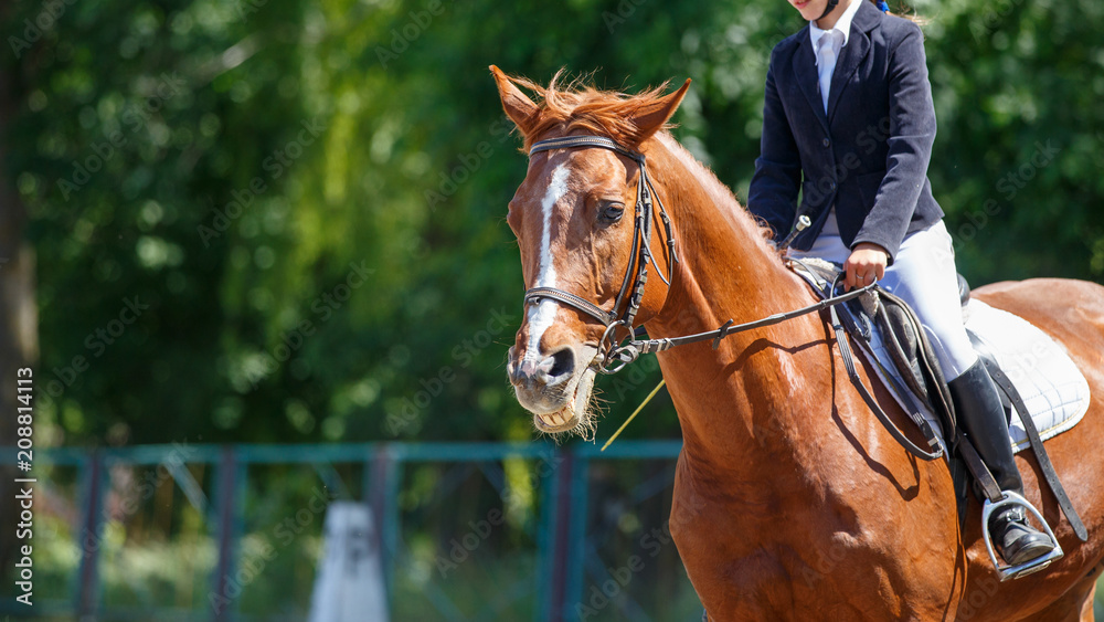 Young girl riding horse on equestrian competition. Equestrian dressage sport background with copy space Young girl riding horse on equestrian competition. Equestrian dressage sport background with copy space