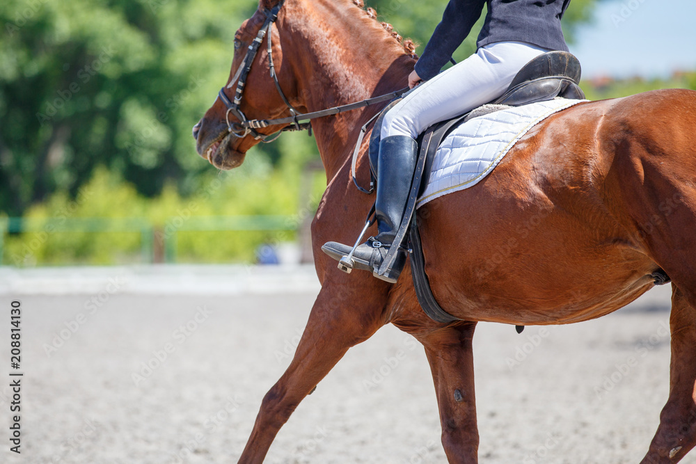 Girl riding horse on dressage competition. Rear view with copy space ...