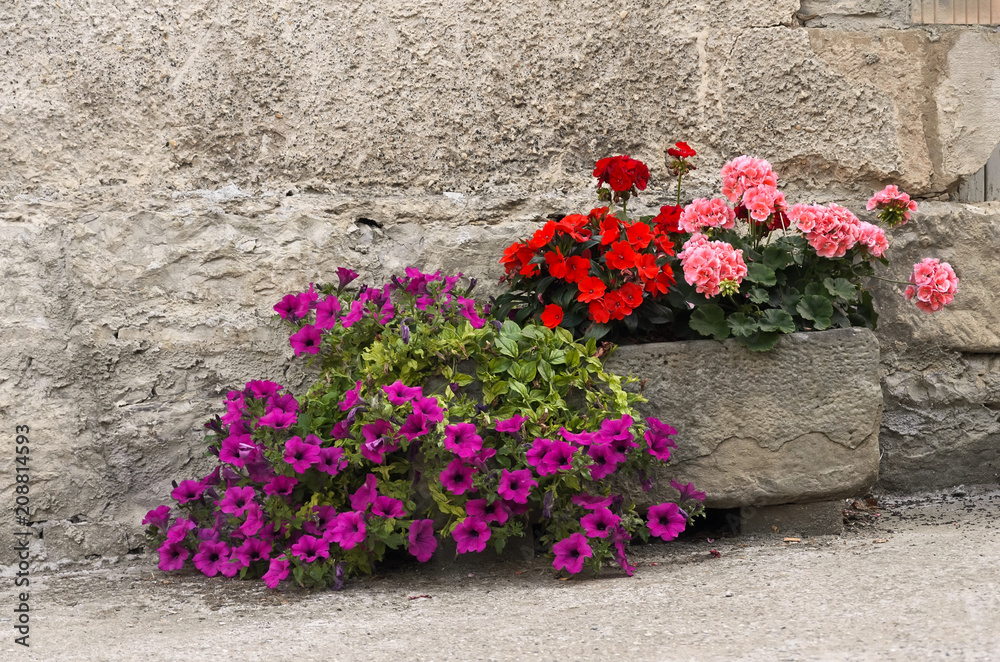 Red and pink flowers in stone pot in front of a stone wall. Wall is partly plastered.