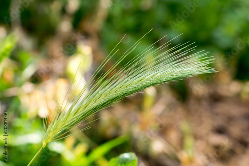 Photo of a spikelet plant.
