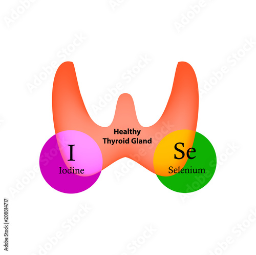 Selenium and Iodine are necessary for the normal functioning of the thyroid gland. Infographics. Vector illustration on isolated background. photo