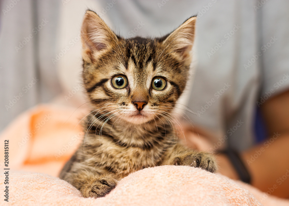 little cute kitten with sad eyes looking