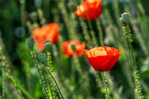 Fototapeta Naklejka Na Ścianę i Meble -  Beautiful poppy field.