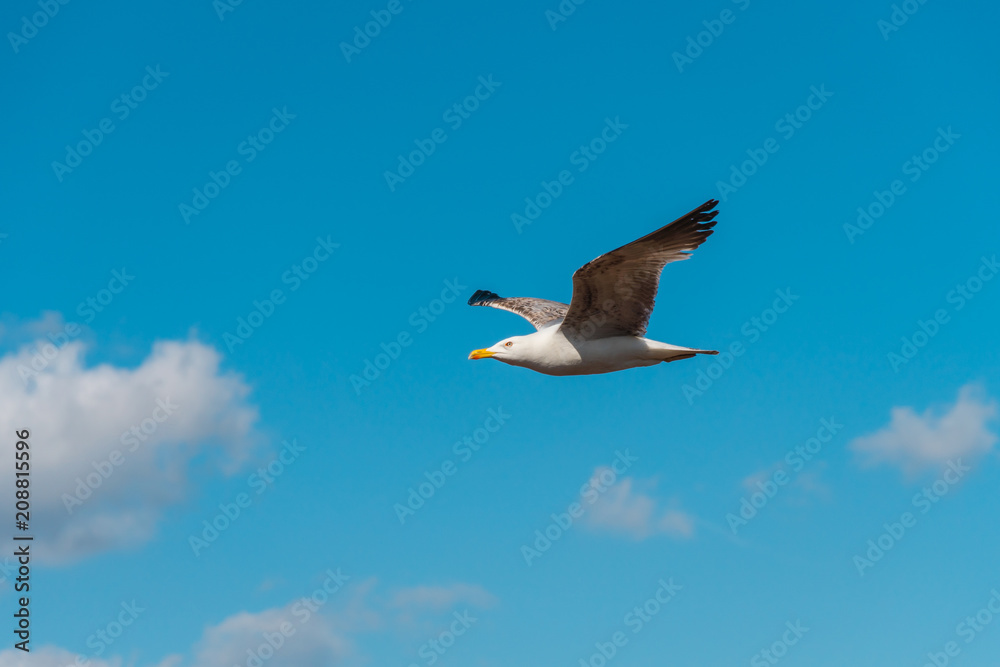Obraz premium Seagull with big wings flying in blue sky