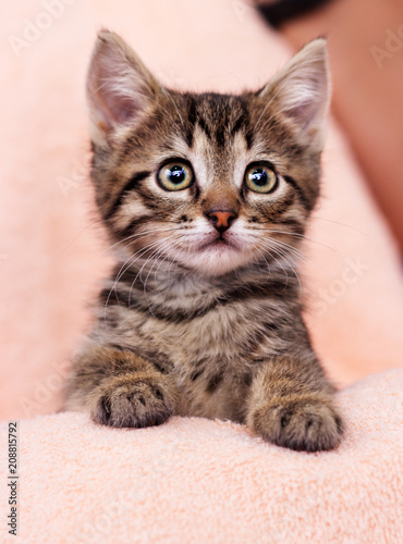 little cute kitten looking