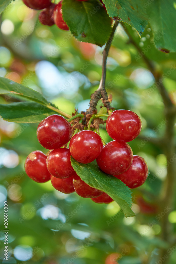 Many bright red cherries on the branch Many bright red cherries on the branch