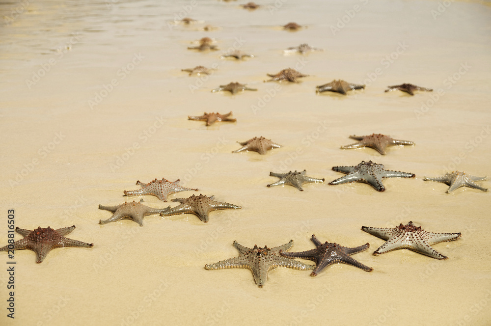 Obraz premium Starfish beach
