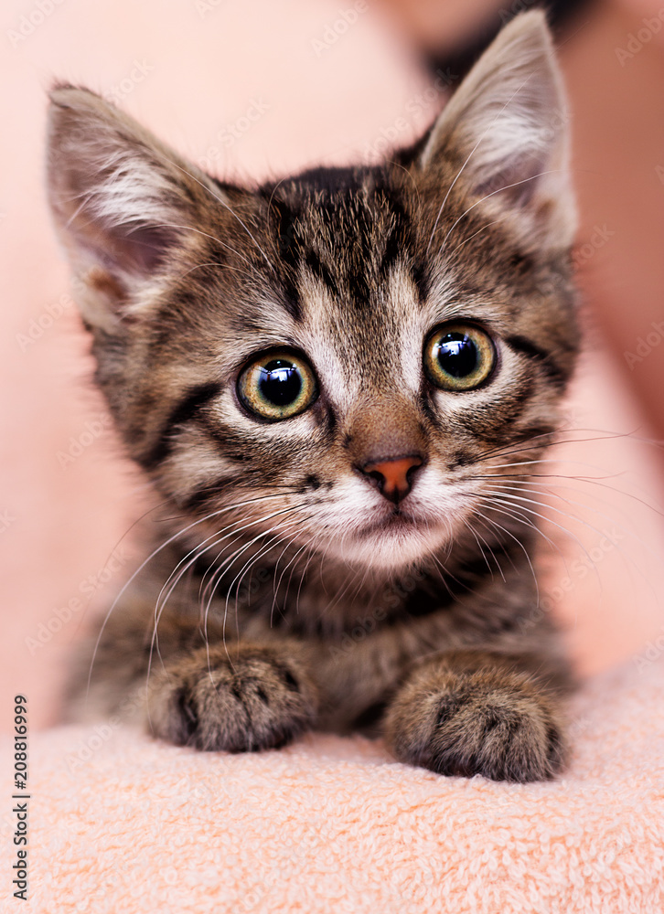 little cute kitten with sad eyes looking Stock Photo | Adobe Stock