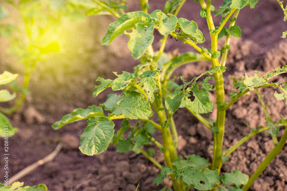 Obraz premium colorado beetle on leaves of potato