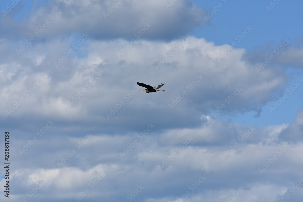 Heron flying in blue sky