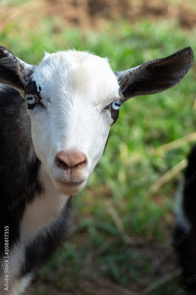 Fototapeta premium Billy goat grazing on the farm.
