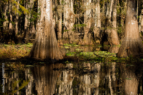 Cypress Swamp