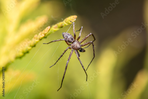 Labyrinth Spider - Agelena labyrinthica - a funnel-web spider - macro - closeup © Marcin