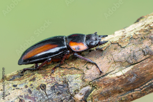 stag beetle - Prosopocoilus savagei photo