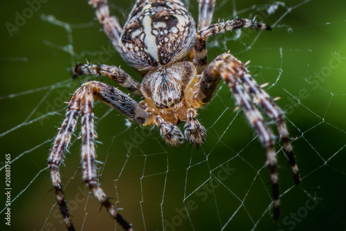 The Garden cross spider sitting on web - front side - portrait - Araneus diadematus - closeup - macro