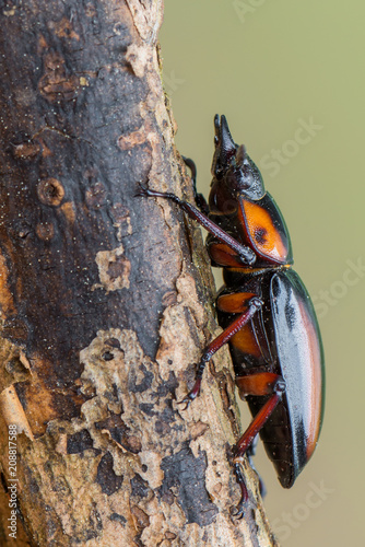 stag beetle - Prosopocoilus savagei photo