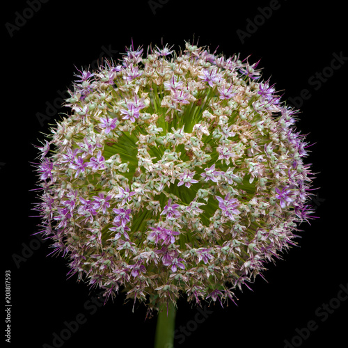 Allium Giganteum, just after blooming