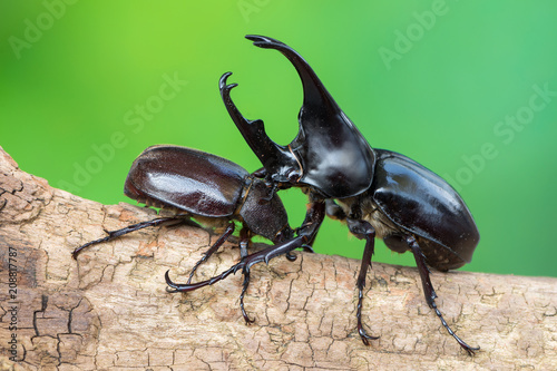 brown rhinoceros beetle - Xylotrupes gideon sumatrensis © Marek R. Swadzba