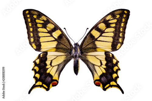 Papilio machaon on a white background