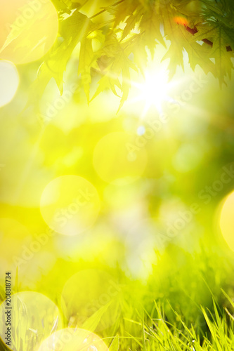 Abstract spring or summer Background; green grass and tree leaves