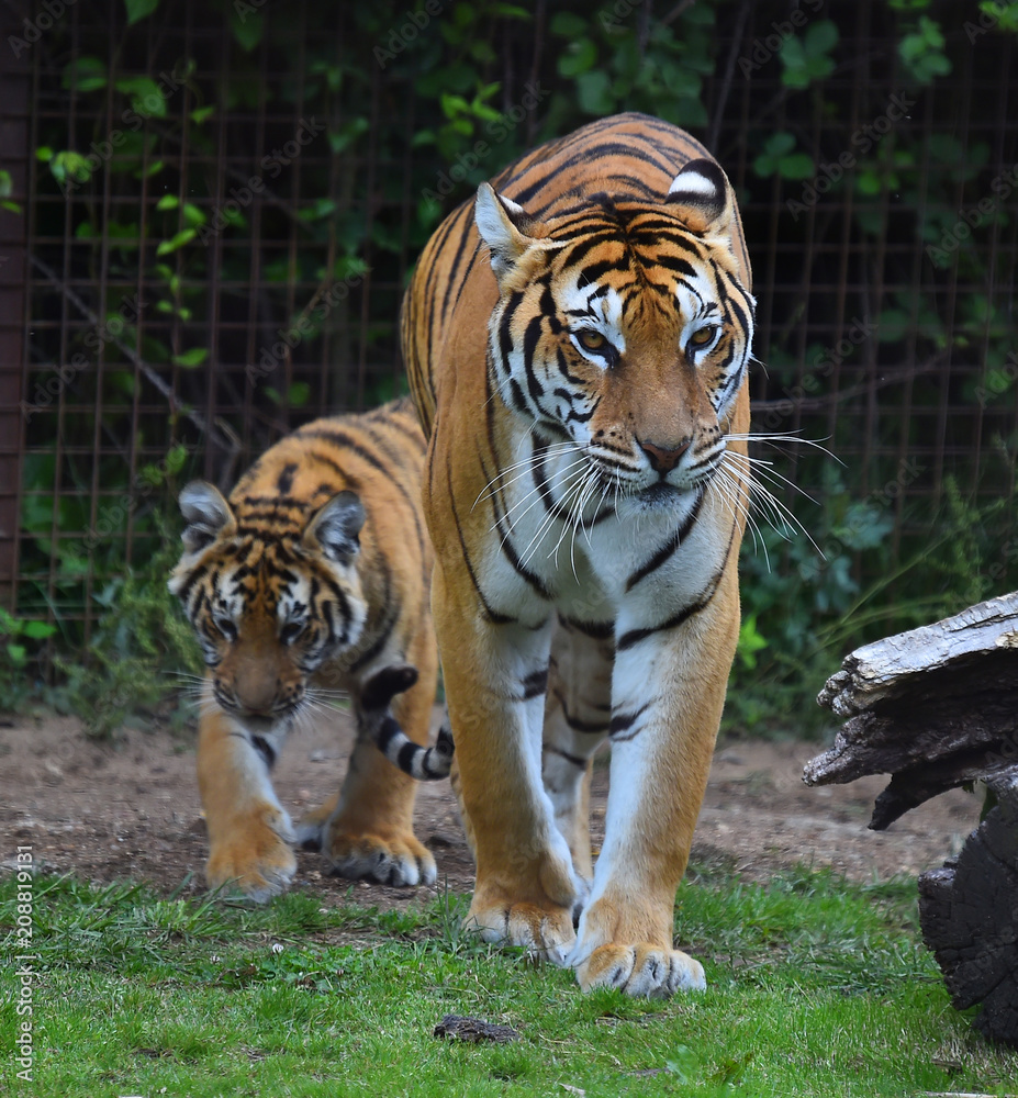 Fototapeta premium tigre siberiano