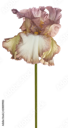 Fototapeta Naklejka Na Ścianę i Meble -  iris flower isolated