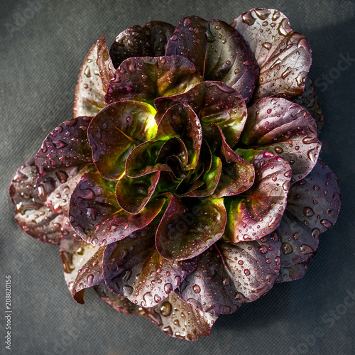 lettuce red leaf photo