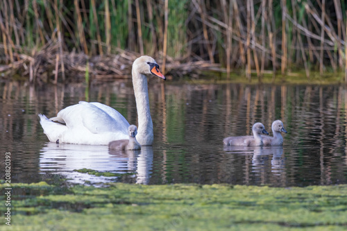 Schwan mit K  ken 14