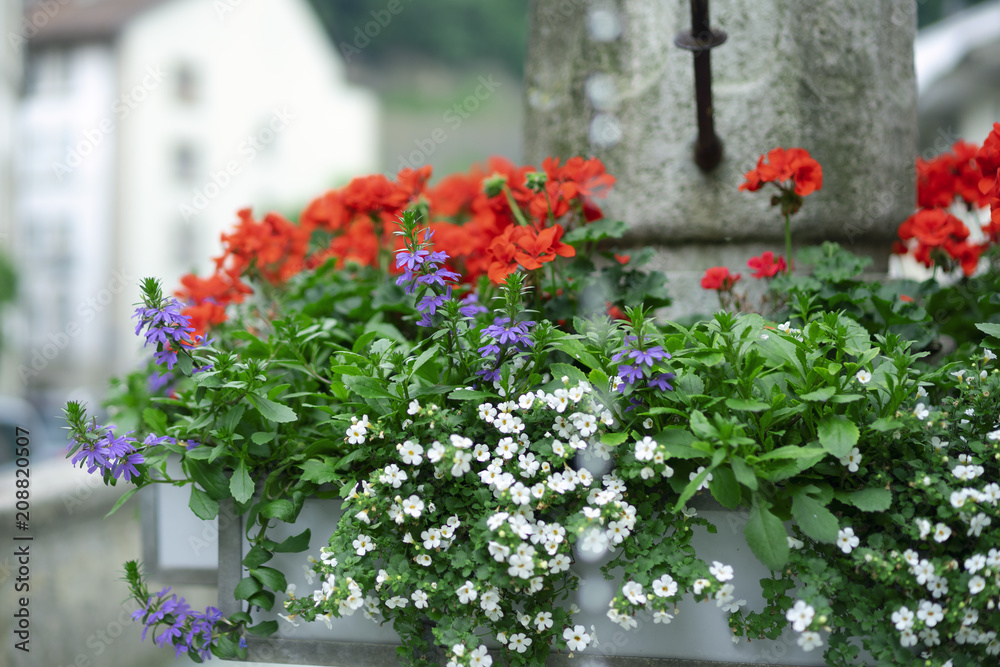 Basket flowers in the historic City of Fribourg in Switzerland