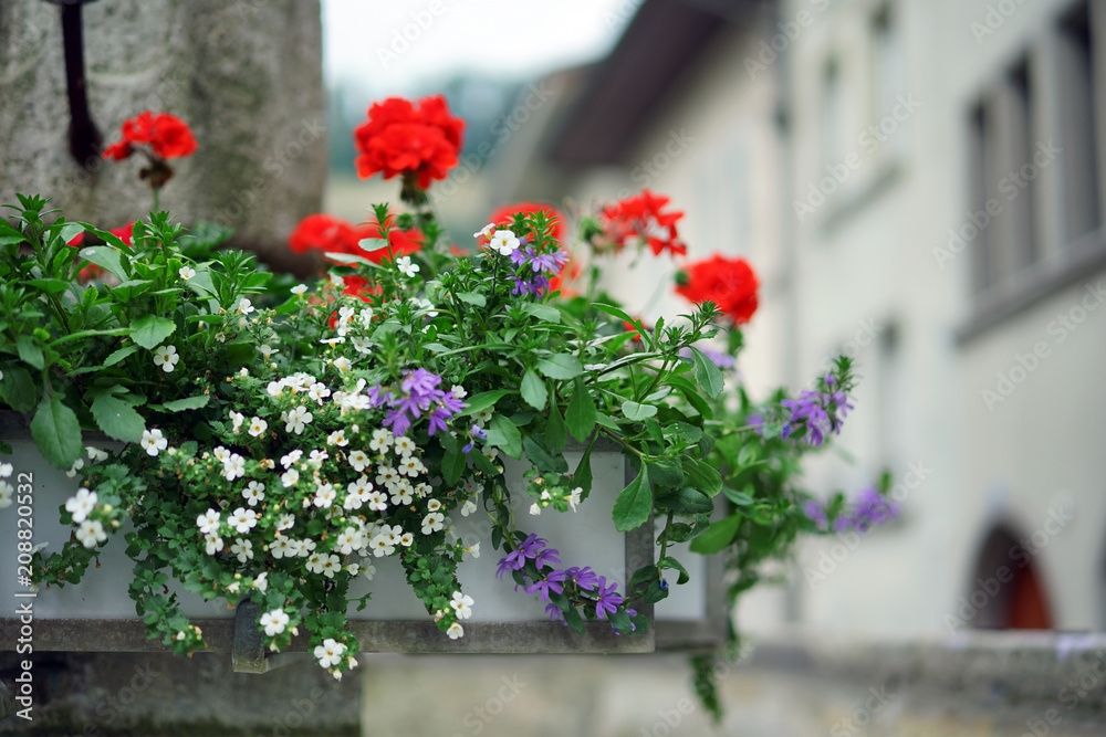 Basket flowers in the historic City of Fribourg in Switzerland