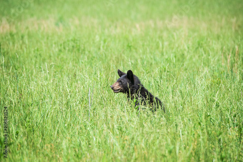 Black Bear Hiding In Tall Grass With Copy Space