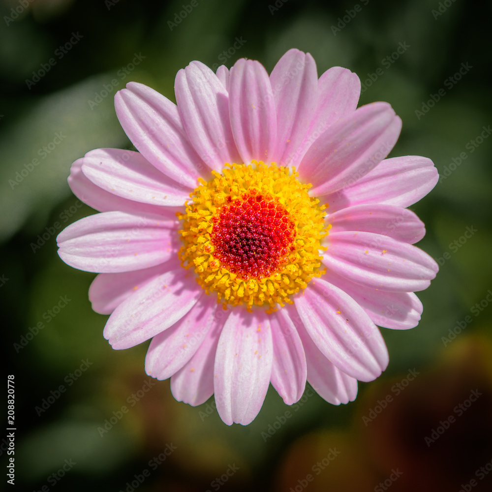 Pink Marguerite, fully blooming Pink Marguerite, fully blooming