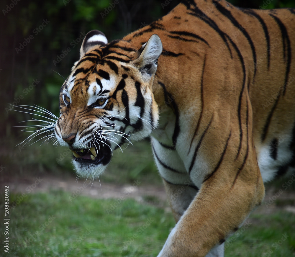 Obraz premium tigre siberiano