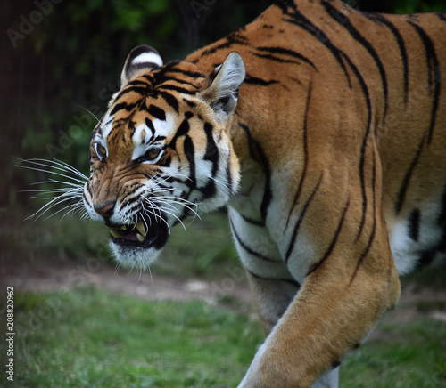 tigre siberiano