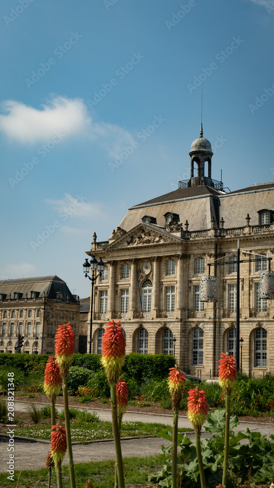 Fototapeta premium Flowers of Bordeaux