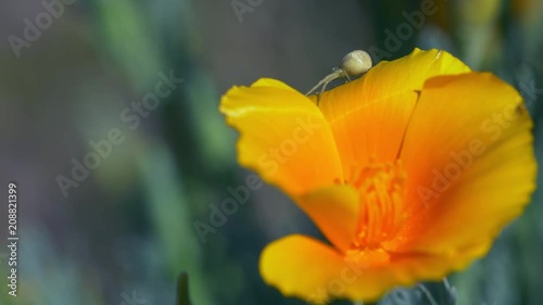 California Poppies Desert Dandelions Insects photo