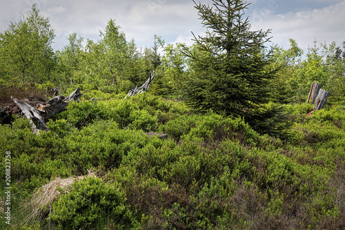 Spring landscape - Black Forest. Hiking on the Lothar path in the Black Forest, Germany photo