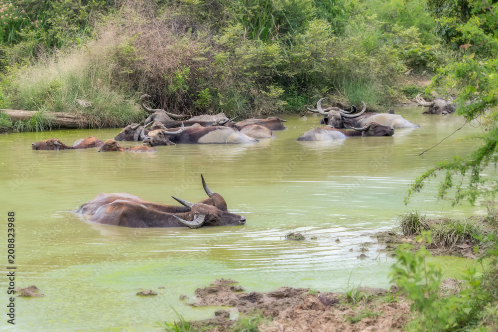 Fototapeta premium Water Buffalo.