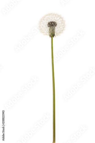 Old dandelion isolated on white background closeup