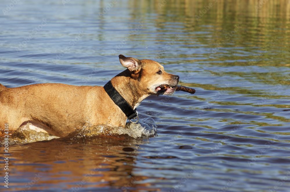 American pit bull runs on water with a stick in his mouth