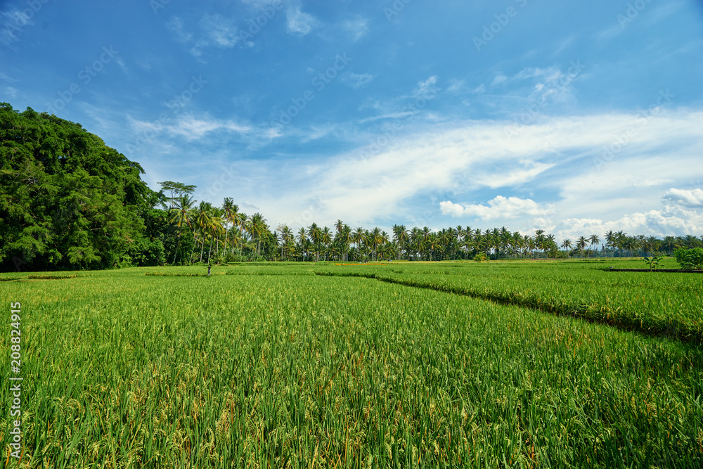 Tropical landscape. Green rice field, coconut palms and blue sky. Tropical landscape. Green rice field, coconut palms and blue sky.