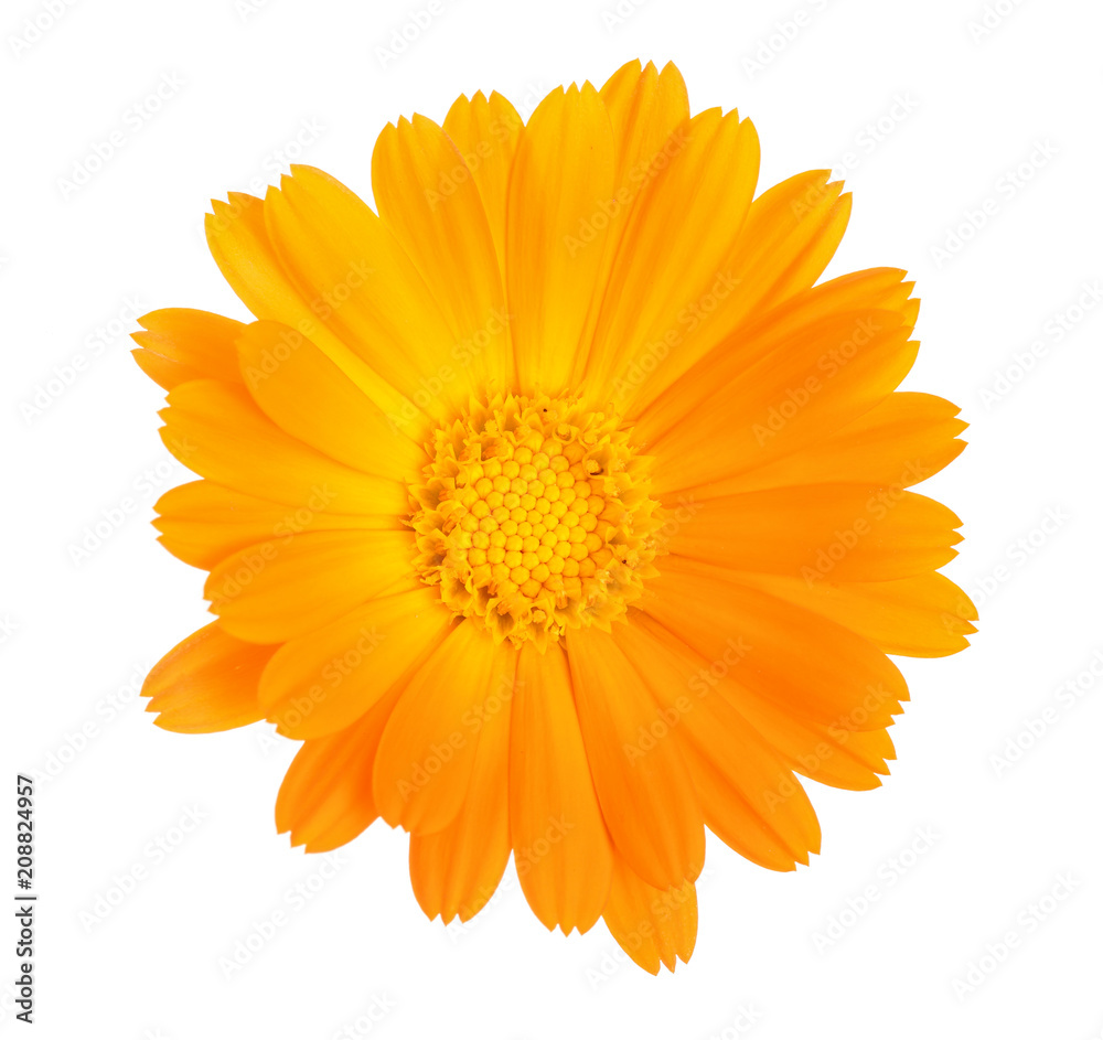 Calendula. Marigold flower isolated on white background Calendula. Marigold flower isolated on white background