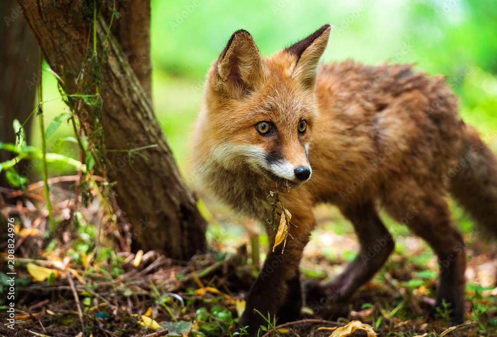 Fox in the forest