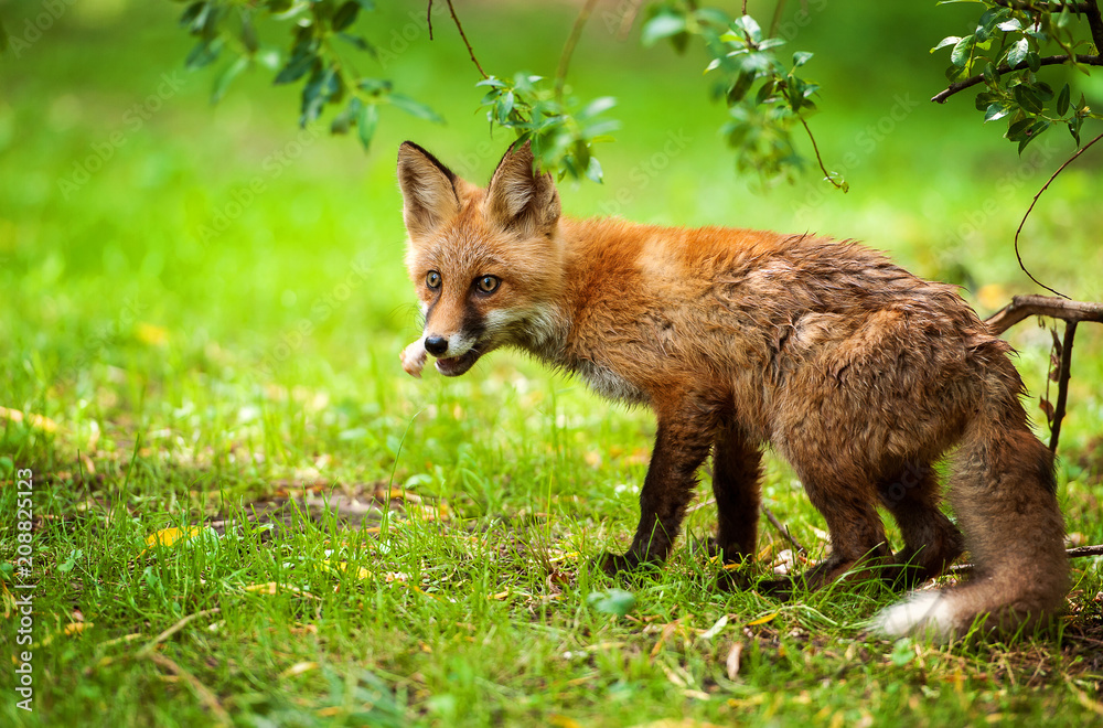Fox with food in his mouth in the forest Fox with food in his mouth in the forest