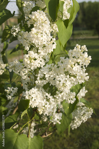 Close-up branch of white lilac in the garden with sunlight.