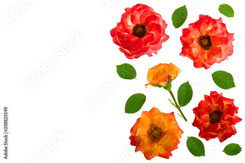 wild rose blooming flower isolated on a white background