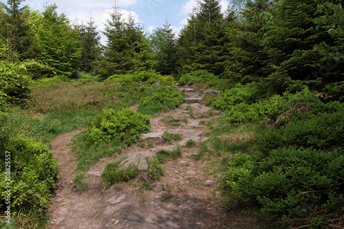 Spring landscape - Black Forest. Hiking on the Lothar path in the Black Forest, Germany