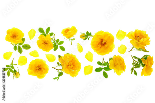 Fototapeta Naklejka Na Ścianę i Meble -  wild yellow rose blooming flower isolated on a white background with copy space for your text. Top view. Flat lay